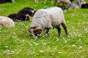 Obraz premium Male sheep grazing grass