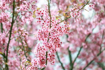 Wild Himalayan Cherry Blossoms in spring season (Prunus cerasoides), Sakura in Thailand, selective focus, Phu Lom Lo, Loei, Thailand.