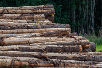 Trunks of piled firs