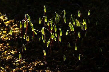 Moss Fruiting Bodies in strong backlight
