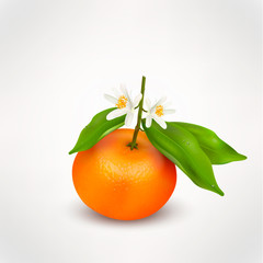 Single citrus fruit mandarin or tangerine on branch with green leaves and white blossoming flowers isolated on a white background. Realistic Vector Illustration
