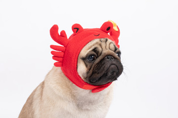 Cute dog pug breed wearing crab hat costume feeling so fun and happiness,Isolated on white background