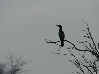 Obraz premium cormorano sull'albero