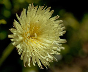 Macrophotographie fleur sauvage - Urosperme de dalechamps - urospermum dalechampii