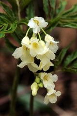 Cream woodland flower, Berschis near falls, Swiss Alps