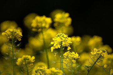 Raps mit dunklem Hintergrund