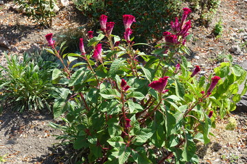 Flowering pink Celosia cristata in the garden