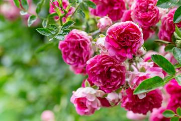 Macro of fresh rose flower bush, green leaves background