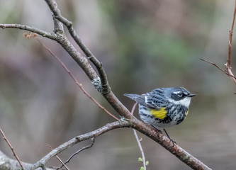 Yellow-rumped warbler