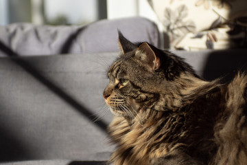 Maine Coon