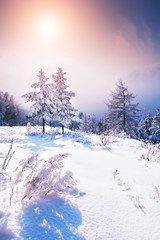 Snow-covered trees in winter forest at sunset. Beautiful winter landscape
