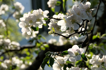 Apple blossom in Swiss village of Berschis