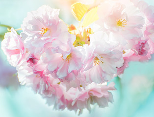 Lush  sakura  blossoms in the spring.   