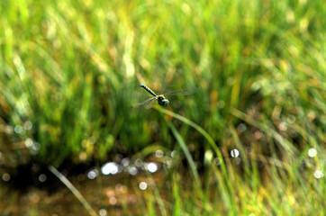 Hawker Dragonfly in Flight, Flumserberg, Swiss Alps