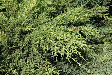 Foliage of ornamental cultivar of Juniperus squamata