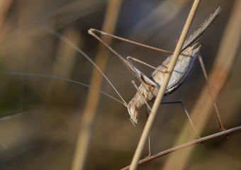 grasshopper stands on a stem of a plant in countryside,  at sunset