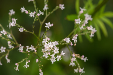 Macrophotographie fleur sauvage - Valeriane officinale - Valeriana officinalis