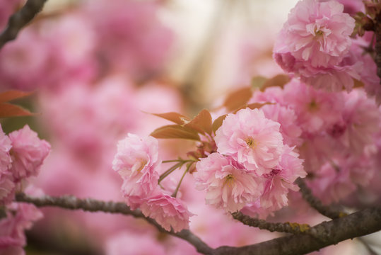Lush  sakura  blossoms in the spring. 
