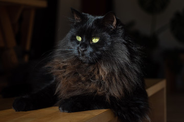 Maine Coon © Christoph