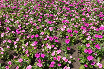 Many pink flowers of Catharanthus roseus in the flowerbed