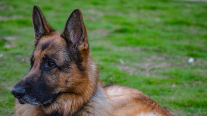 German shepherd dog on the grass