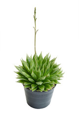 Cactus (Haworthia mucronata) Isolated On White Background.