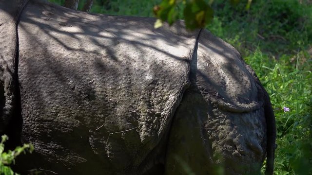 Indian Rhinoceros (Rhinoceros Unicornis), also called the Greater One-horned Rhinoceros Walking in Forest