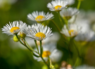 Macrophotographie fleur sauvage - Vergerette annuelle - Erigeron annuus