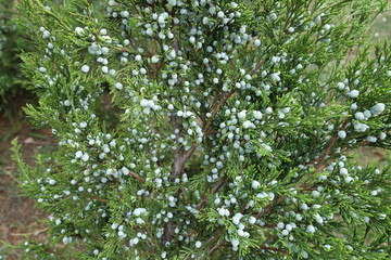 Many blue berries on branches of savin juniper