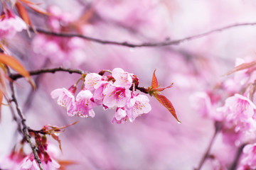 selected focus on the close-up of Cherry blossoms in full bloom, in blur of pink flower on background