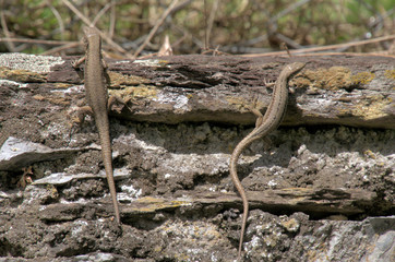 Podarcis muralis; Walll lizards sunning in Walenstadt, Swiss Alps