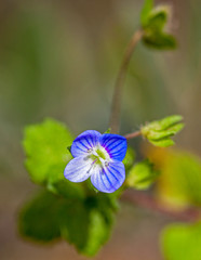 Macrophotographie fleur sauvage - Veronique petit-chene - Veronica chamaedrys