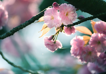 Lush sakura blossoms in the spring.  Soft selective focus.  
