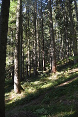 Obraz premium trees in the forest