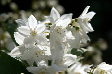 Fototapeta na wymiar Blossom of flowering shrub in Swiss cottage garden