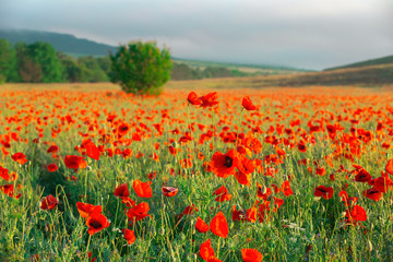 Field of poppies