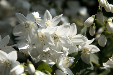 Blossom of flowering shrub in Swiss cottage garden