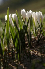 Crocus alpinus albiflorus; Alpine Crocus blooming on Flumserberg, Swiss Alps