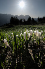 Obraz premium Crocus alpinus albiflorus; Alpine Crocus blooming on Flumserberg, Swiss Alps