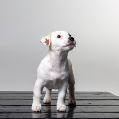 Small terrier puppy in studio