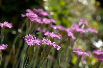 Dianthus alpinus; Alpine Pinks on rocky garden bank, Berschis
