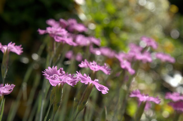 Dianthus alpinus; Alpine Pinks on rocky garden bank, Berschis