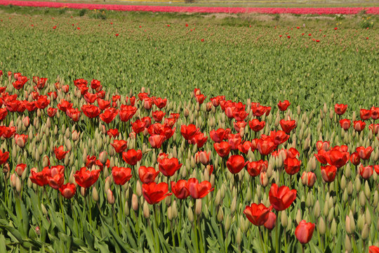 Tulpenfeld im Freien in Holland