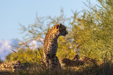 Cheetah in Long Grass
