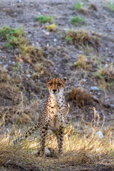 Cheetah in Long Grass