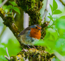 Robin  -  Erithicus rebecula