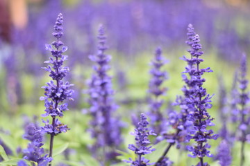 field of lavender flowers