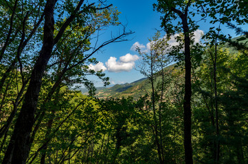 Obraz premium Vista dal bosco nel sentiero 201 sul monte Nerone