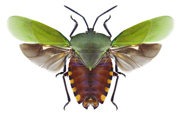Bug Pycanum rubens on a white background