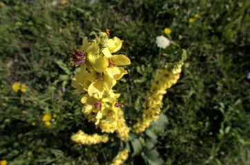 Verbascum nigrum; black mullein blooming above Walenstadt. Swiss Alps